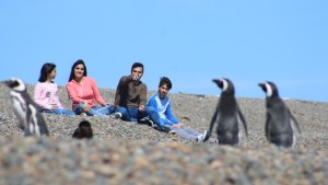 Temporada de fauna total en Puerto Madryn: ballenas, pingüinos, lobos, elefantes marinos y orcas