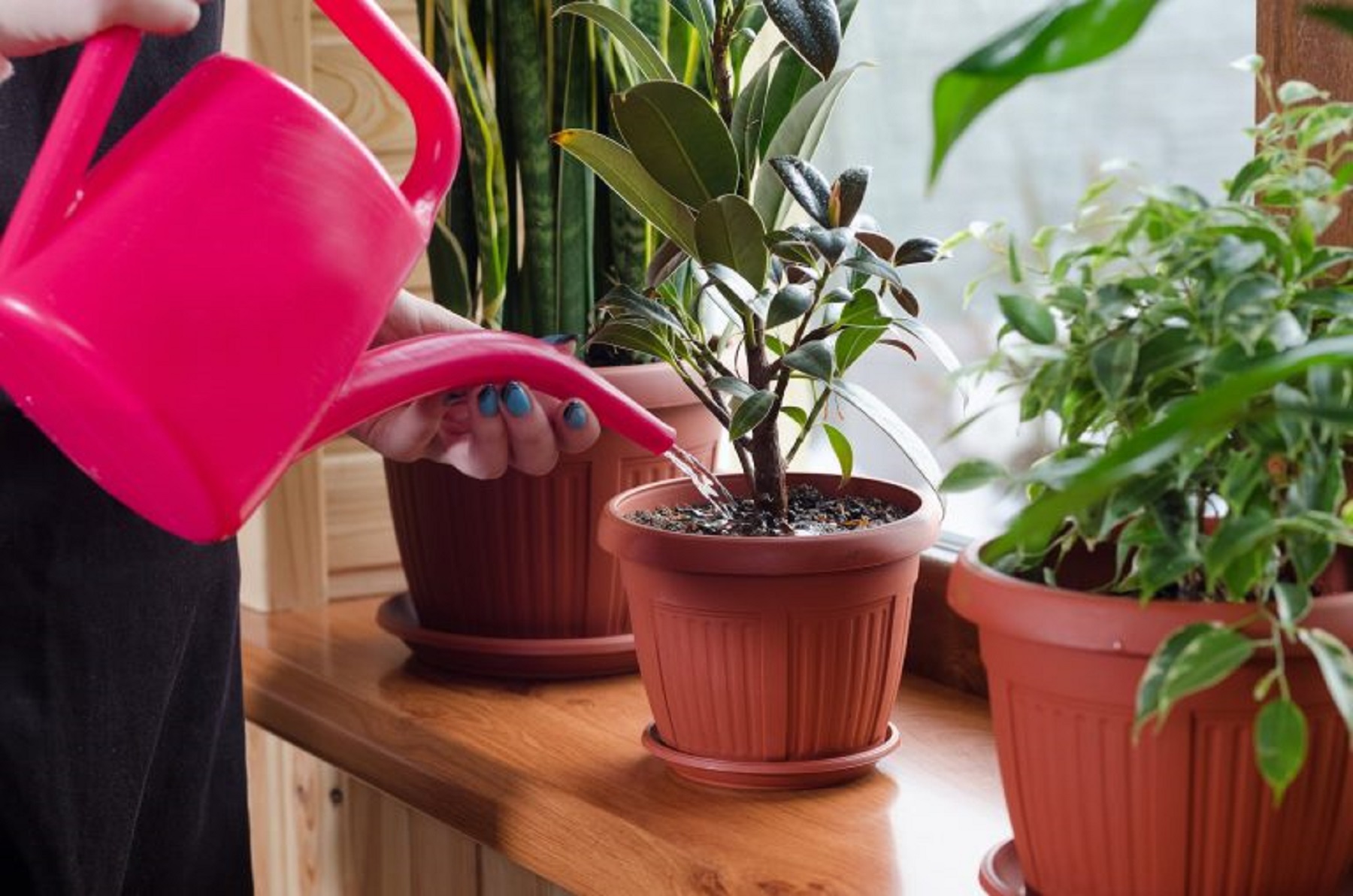 Riego de plantas con agua de lluvia

