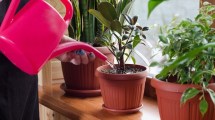 Imagen de Cómo utilizar el agua de lluvia para que las plantas de interior estallen de flores