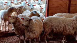 Indignación en la Facultad de Agrarias: nuevo robo de ovejas en Cinco Saltos