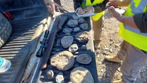 ¡Insólito! Hallaron restos fósiles transportados ilegalmente en el norte de Neuquén