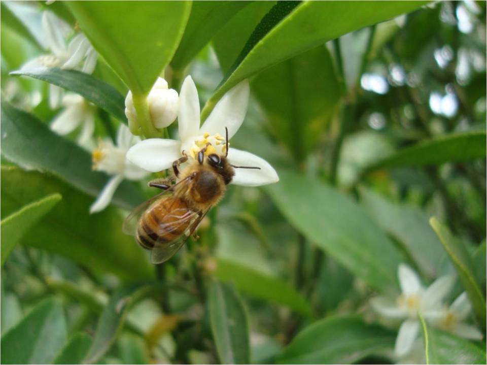 Abeja en citrus.