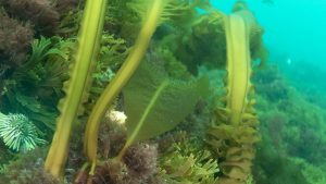 Video | Undaria en el mar de Río Negro: esta es el alga exótica que se convirtió en una oportunidad