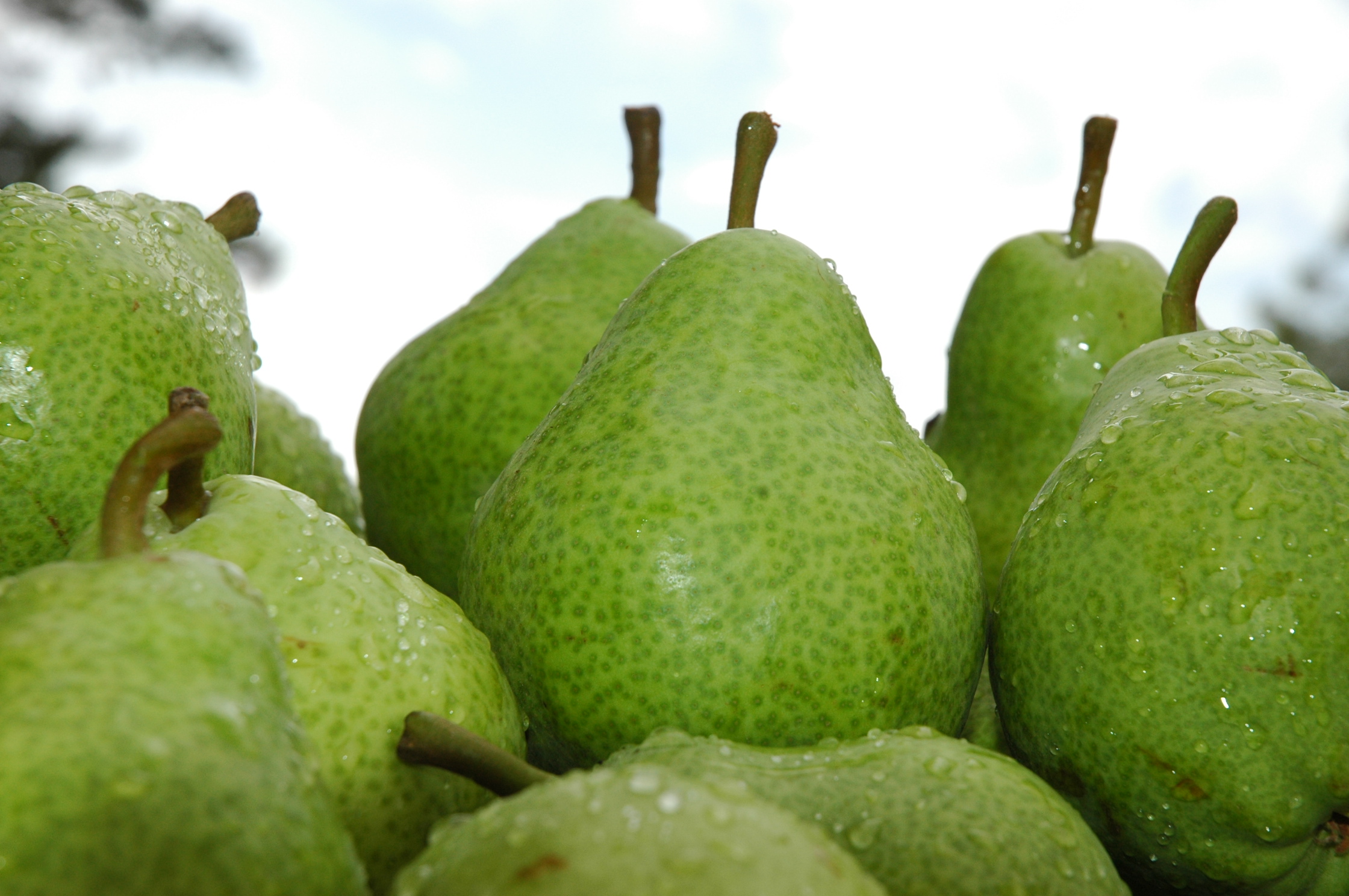 Peras. Una de las frutas de pepita más afectadas por enfermedades en la zona. 