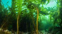 Imagen de Inédito en Río Negro: cosecharán algas marinas en el golfo San Matías