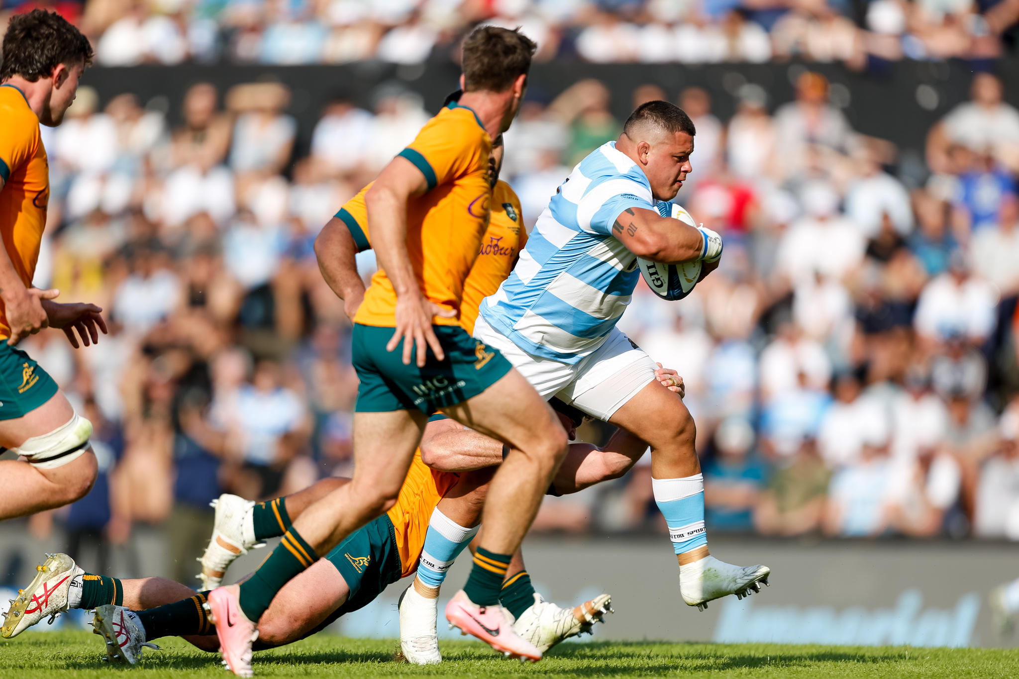 Thomas Gallo, uno de los pilares de Los Pumas en la goleada ante Australia.