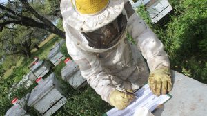 Apicultura en la Patagonia: colmenas preparadas para la temporada productiva