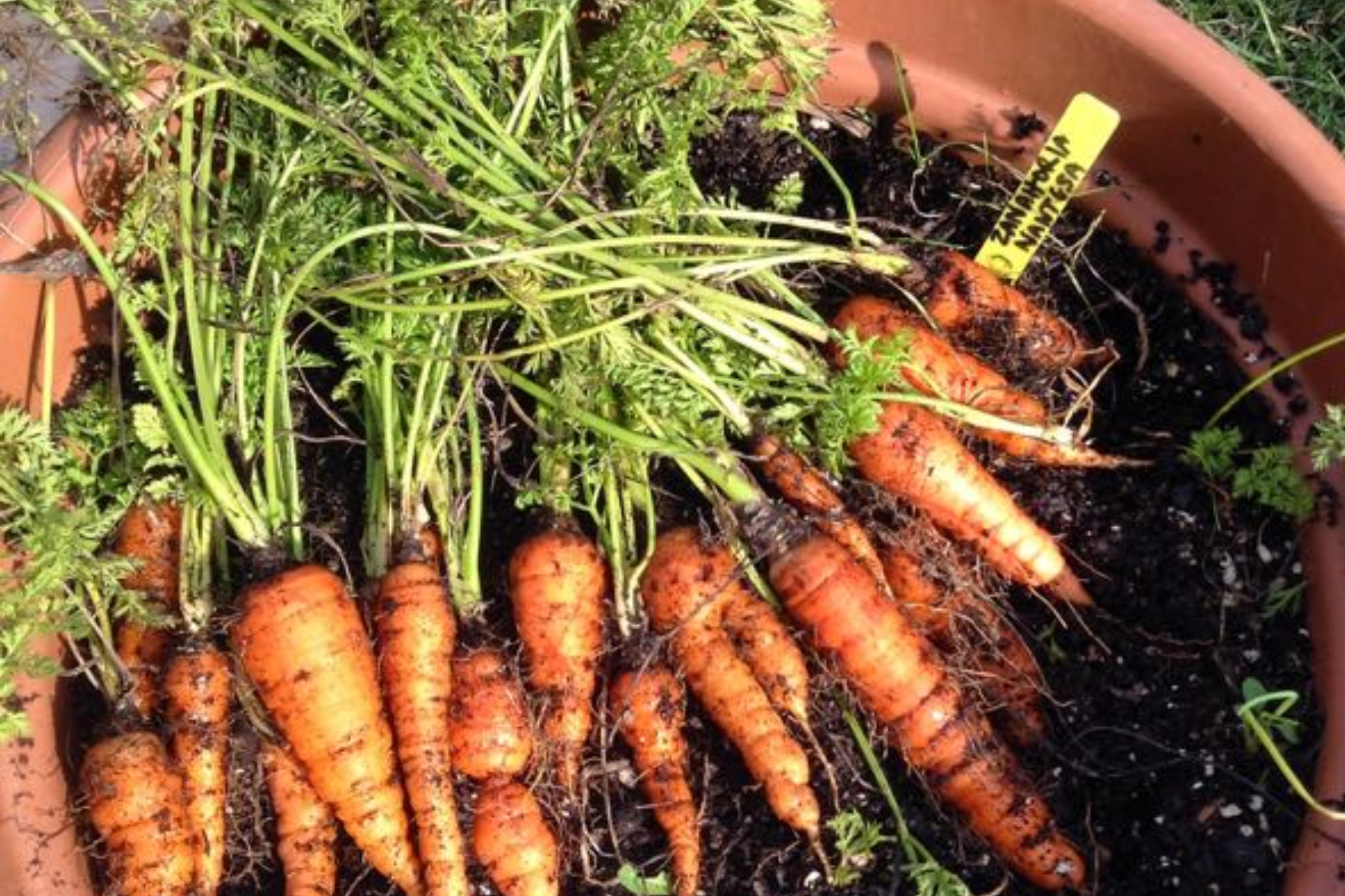 Cómo sembrar zanahorias en macetas para tener rápido tu propia producción