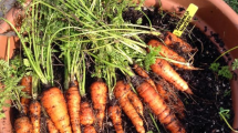 Imagen de Huerta en casa: cómo sembrar zanahorias en macetas para tener rápido tu propia producción