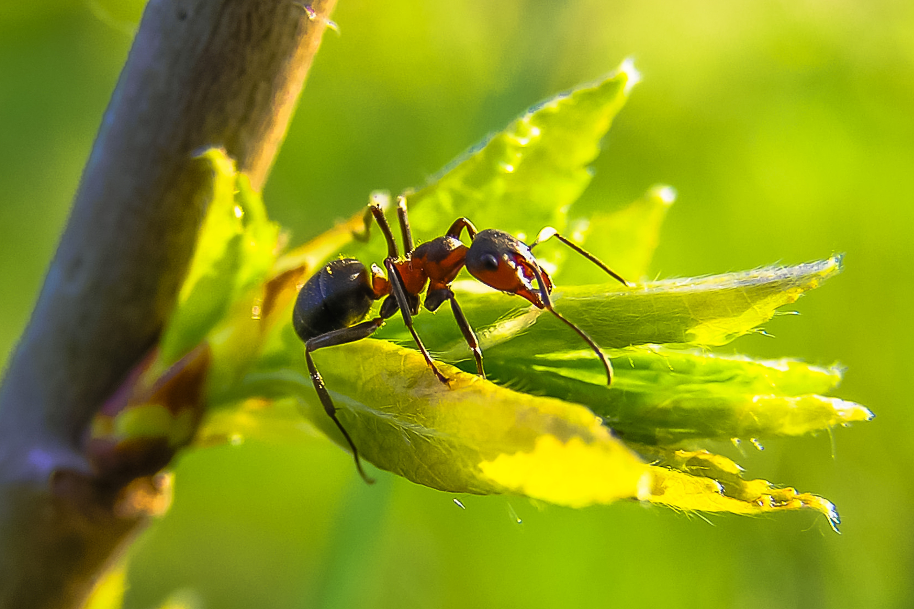 Las hormigas pueden traer problemas a tus plantas del jardín. Foto gentileza. 