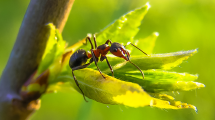 Imagen de Cómo repeler las hormigas de tu jardín con un sencillo remedio casero: fácil y barato