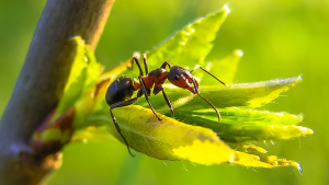 Cómo repeler las hormigas de tu jardín con un sencillo remedio casero: fácil y barato