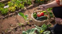 Imagen de Huerta en casa: qué sembrar en octubre para tener rápido tu propia producción