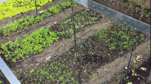 Imagen de Huerta en casa: cómo hacer un suelo más ácido para que las plantas crezcan fuertes y rápido