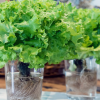 Imagen de Huerta en casa: cómo sembrar lechugas en botellas para tener rápido tu propia producción