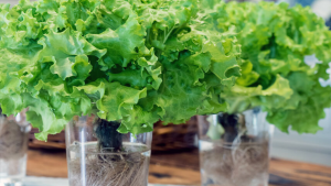 Huerta en casa: cómo sembrar lechugas en botellas para tener rápido tu propia producción