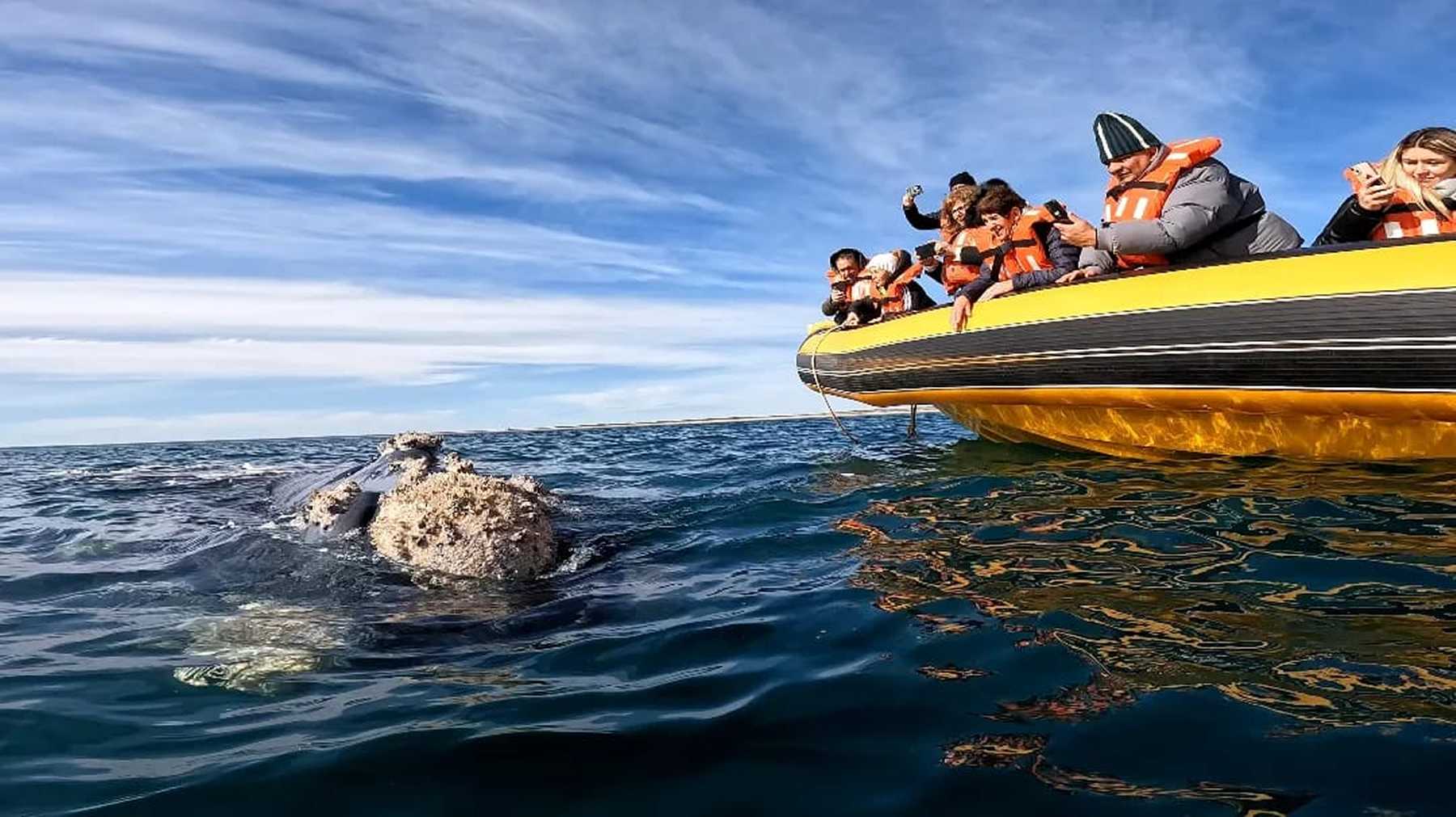 Las ballenas asombran en el Golfo San Matías/ Foto: Gentileza Agustín Sánchez