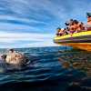 Imagen de Septiembre es de las ballenas en Las Grutas