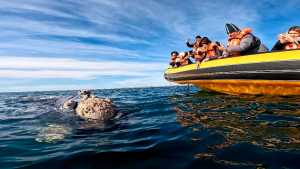 Septiembre es de las ballenas en Las Grutas