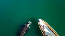 Imagen de ¡Mirá lo que son! Las ballenas de Las Grutas, las «estrellas» más esperadas