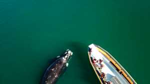 ¡Mirá lo que son! Las ballenas de Las Grutas, las «estrellas» más esperadas