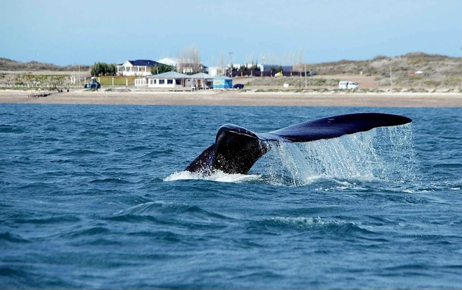 Las ballenas sorprenden En este caso, la que se ve está frente a las costas del Puerto San Antonio Este 