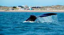 Imagen de Bautizá una ballena y ganáte un avistaje: un concurso para ponerles nombres a las gigantes del mar, en Las Grutas