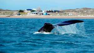 Bautizá una ballena y ganáte un avistaje: un concurso para ponerles nombres a las gigantes del mar, en Las Grutas