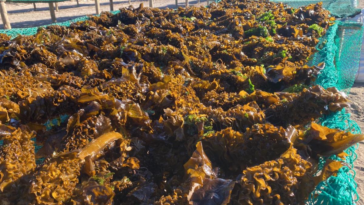 Undaria en camillas de secado en Puerto Madryn. Gentileza/Cristian Jones.