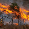 Imagen de Verano 2025: Recomendaciones para prevenir incendios forestales en estas vacaciones