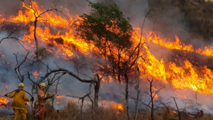 Javier Milei difundió fake news sobre incendios en Córdoba y culpó a La Cámpora: mirá el posteo