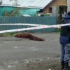 Imagen de Mataron a un hombre en Villa La Angostura: quién era y por qué su pareja es la principal sospechosa