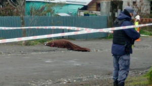 Mataron a un hombre en Villa La Angostura: quién era y por qué su pareja es la principal sospechosa