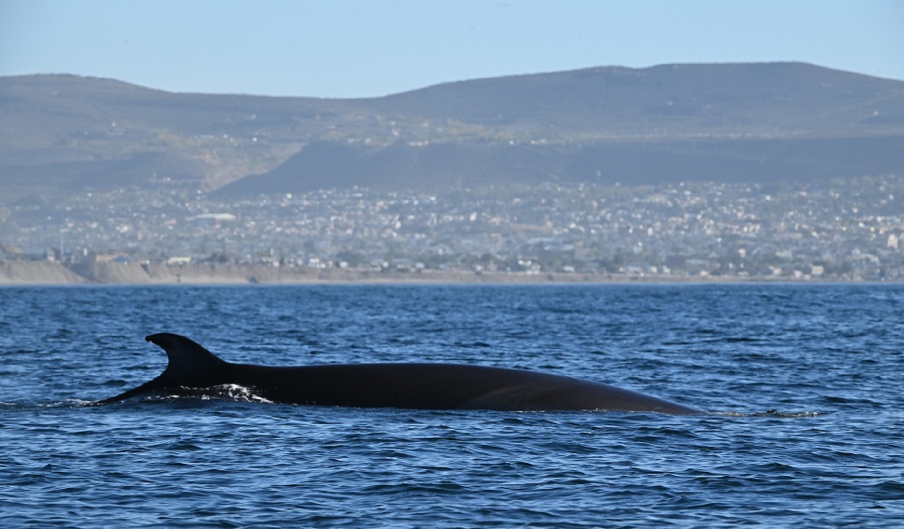 Ballenas sei, una especie de cetáceos que volvió a Caleta Olivia hace dos décadas aproximadamente. Foto gentileza CESIMAR-CONICET. 