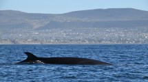 Imagen de Avistaje de ballenas sei en Caleta Olivia: un destino único en el golfo San Jorge