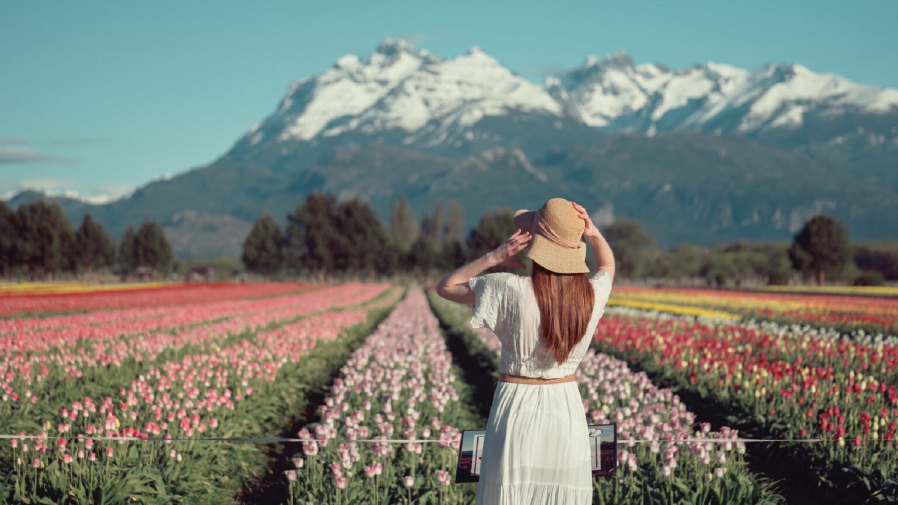 Campo de tulipanes en Trevelin. Foto Turismo Trevelin.  