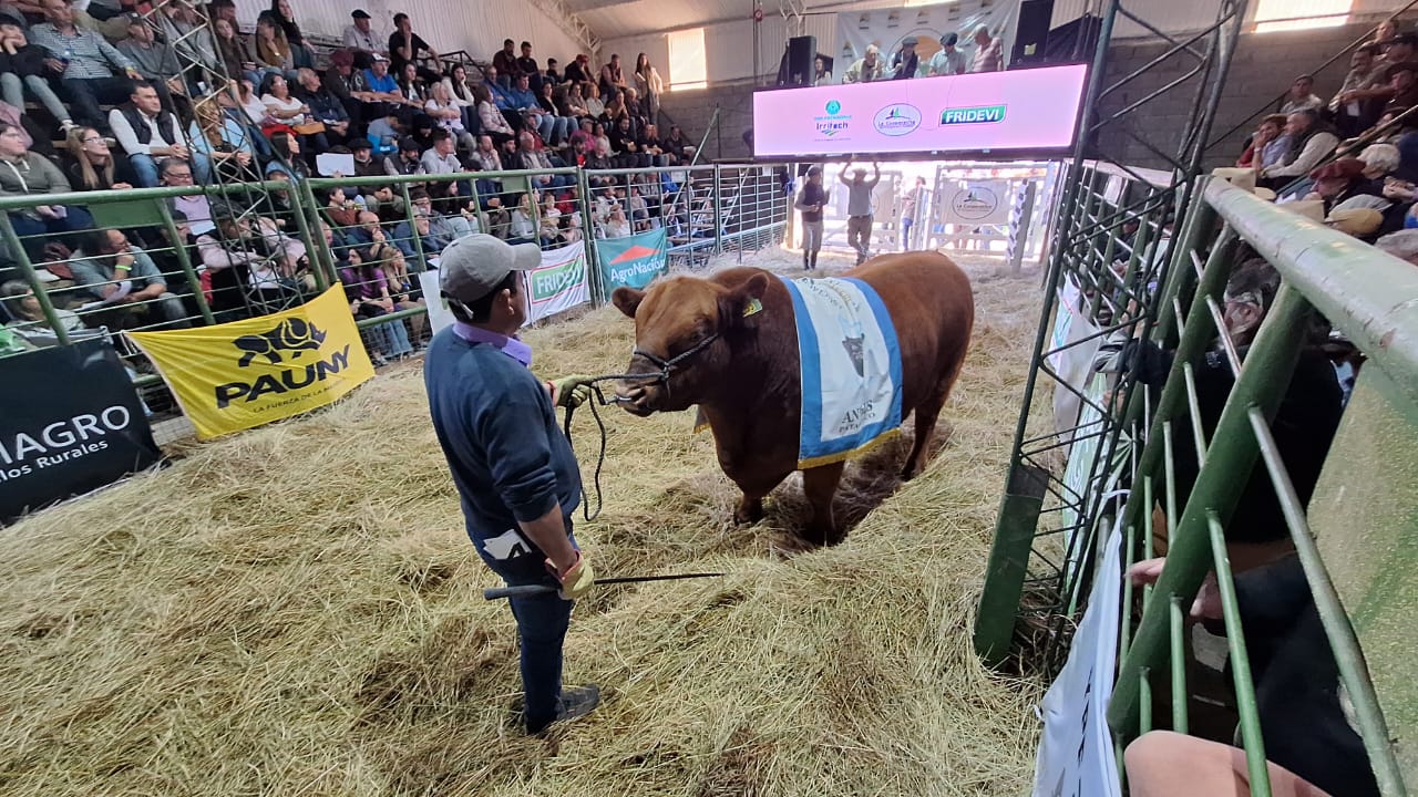 Exposición Rural de Viedma cerró con buenos precios de venta en el remate. Foto: Gentileza