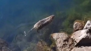 Video | Apareció un coipo en el patio de su casa y así lo liberaron en el río Neuquén