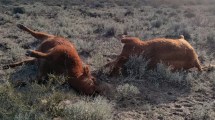 Imagen de Misterio en La Pampa: encontró 30 vacas muertas y asegura que otras estaban «hipnotizadas»