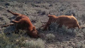 Misterio en La Pampa: encontró 30 vacas muertas y asegura que otras estaban «hipnotizadas»