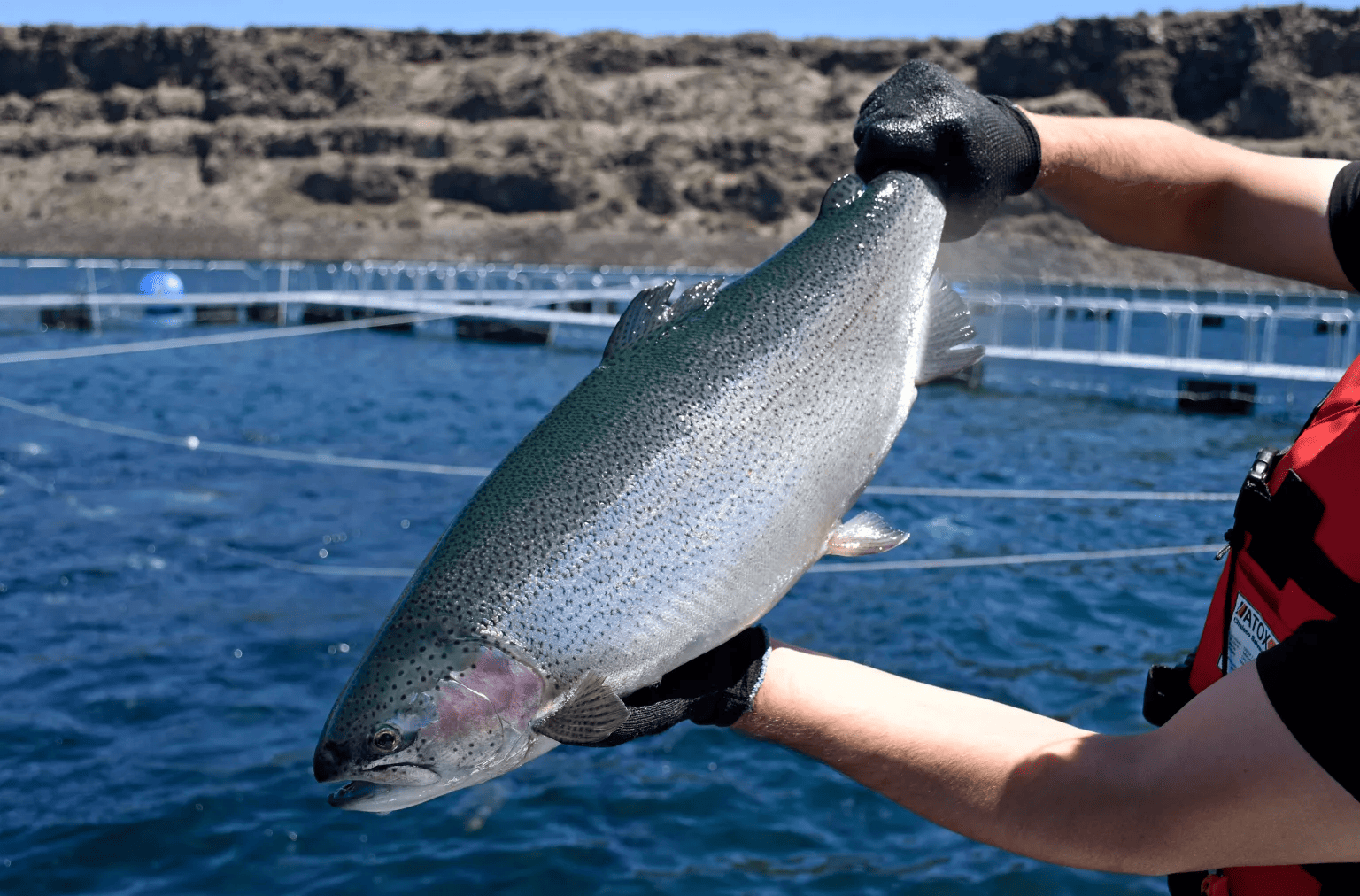 De exportación. Las truchas viajan desde Piedra del Águila a destinos como Japón, Canadá o EEUU.