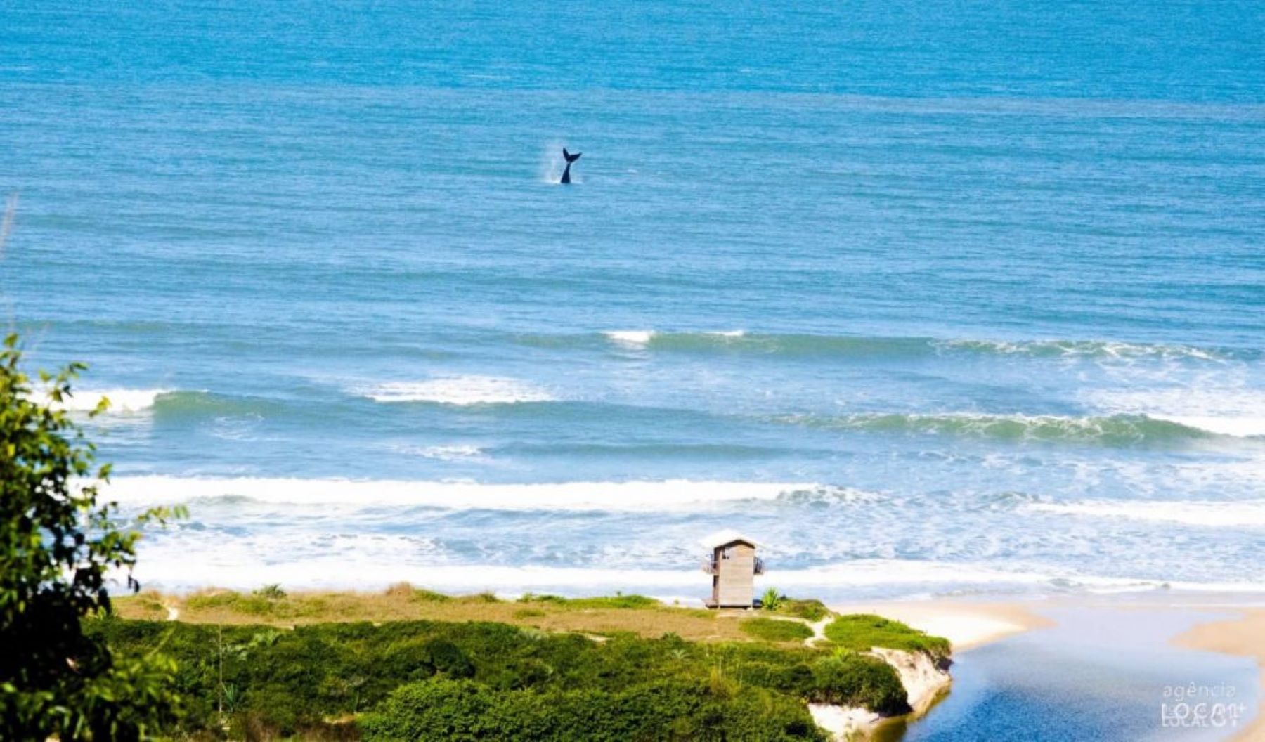 Una costa blanca, aguas cálidas y la magia de las ballenas francas. En Brasil también se avistan / Foto: Gentileza