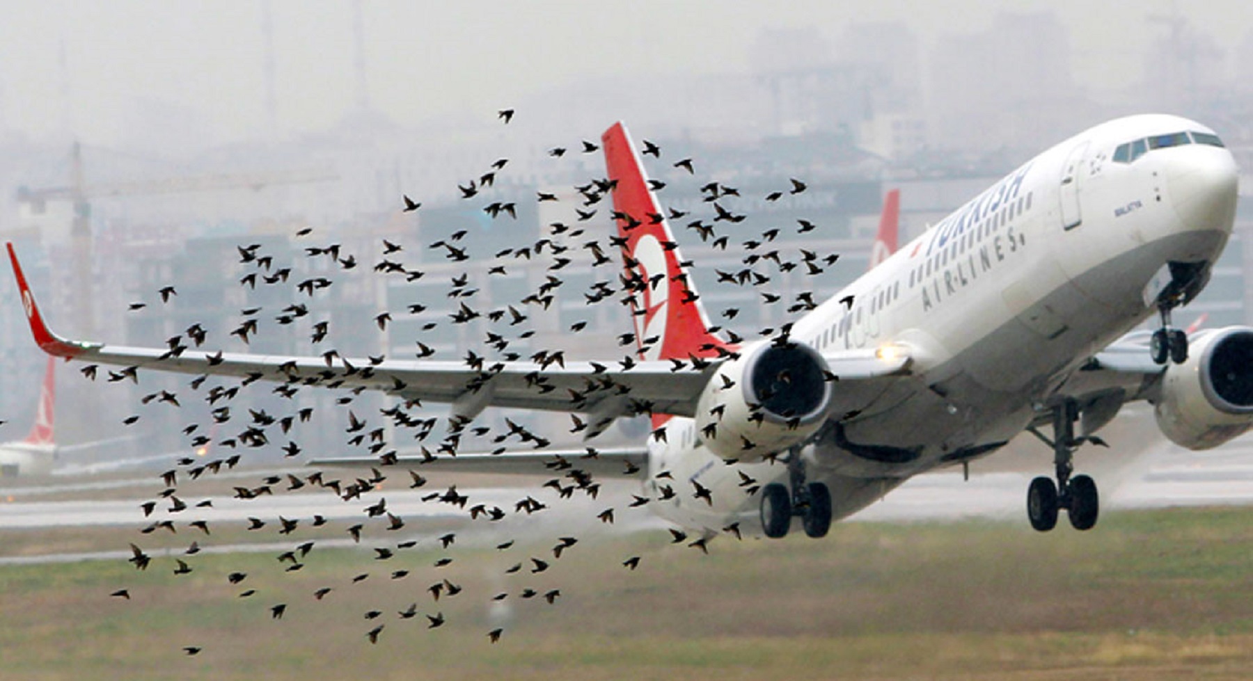 Un bird strike demoró un vuelo en Neuquén. Foto: gentileza. 