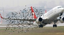 Imagen de Un ave demoró un vuelo en Neuquén: qué son los bird strickes y cuáles son las formas de prevenirlos