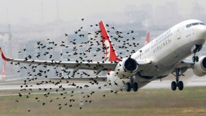 Un ave demoró un vuelo en Neuquén: qué son los bird strickes y cuáles son las formas de prevenirlos