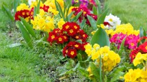 Imagen de Cómo preparar el jardín y las plantas para la llegada de la primavera