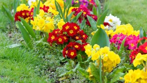 Cómo preparar el jardín y las plantas para la llegada de la primavera