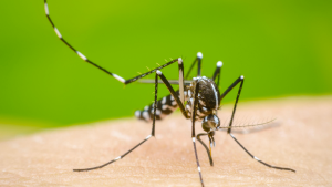 Primer caso de dengue autóctono en Santa Fe: fue un paciente de 59 años, ¿qué dijeron desde Salud?