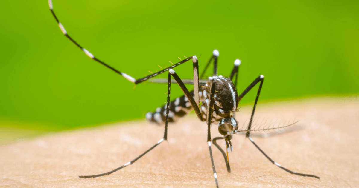 Primer caso de dengue autóctono en Santa Fe: fue un paciente de 59 años, ¿qué dijeron desde Salud?