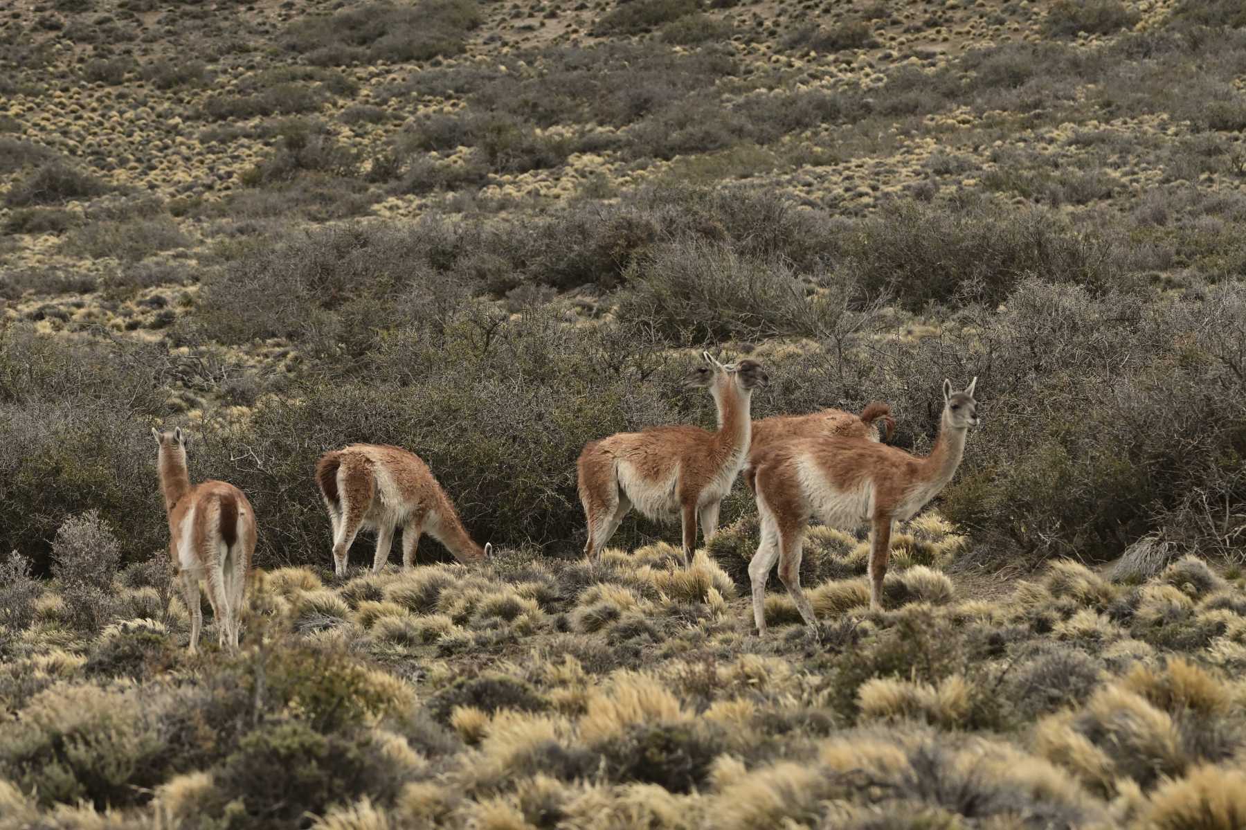 La población de guanacos aumenta a medida que nos acercamos más al sur. Foto: Alejandro Carnevale. 